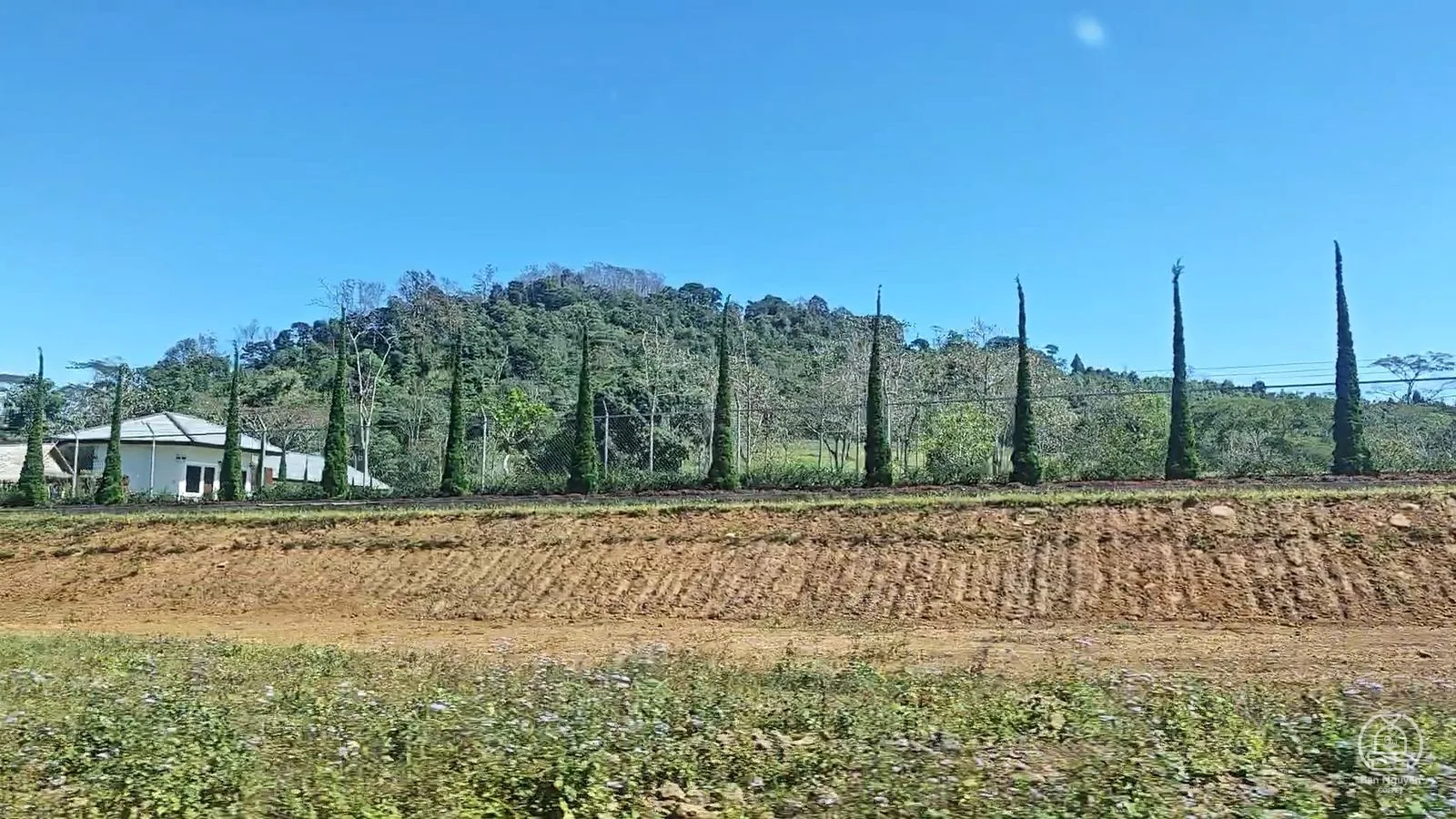 Đồi và hàng thông trên đường về Thateng.