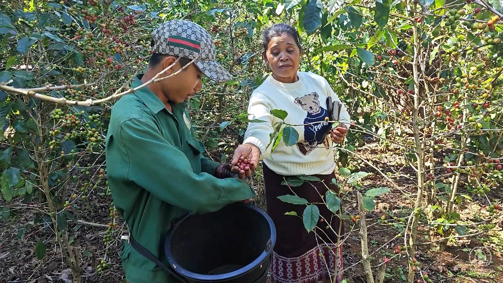 Anh Vithak và cô Chôm hái quả chín vào xô.