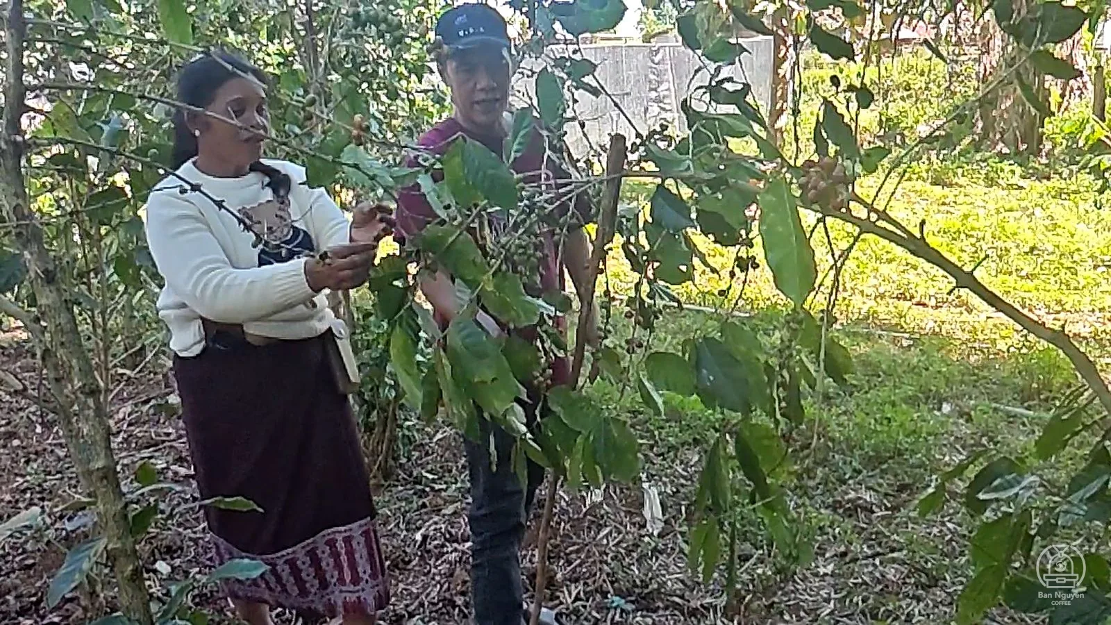 Kéo cành cao xuống để hái.