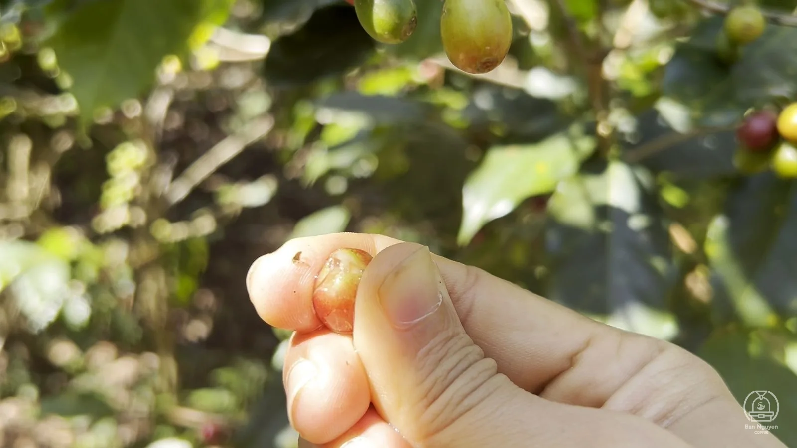 Bóp nhẹ quả chín để thấy nhân bên trong.