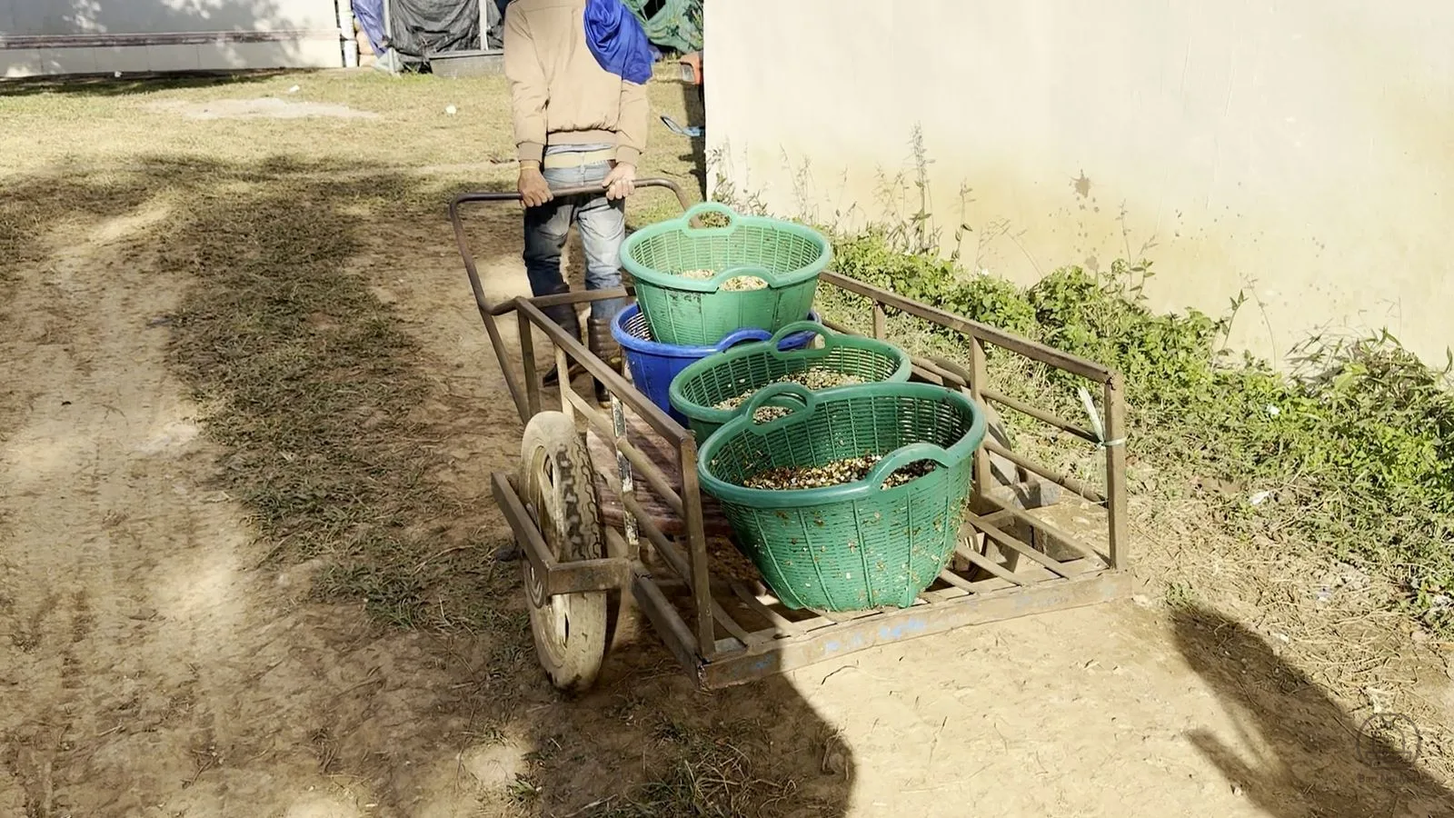 Xe đẩy quả về khu sơ chế.
