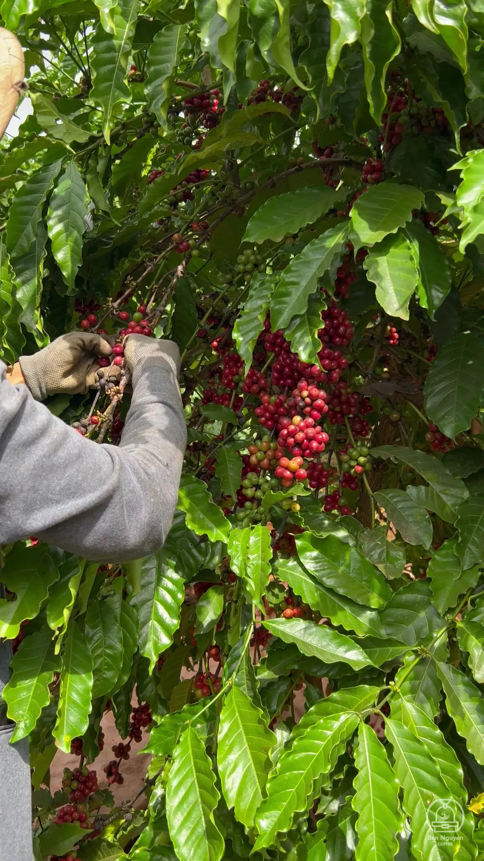 Robusta ở Duy Tân Farm, Cư M'gar: trái nhỏ, mọc dày thành chuỗi dọc cành. Ảnh: Adiuvat