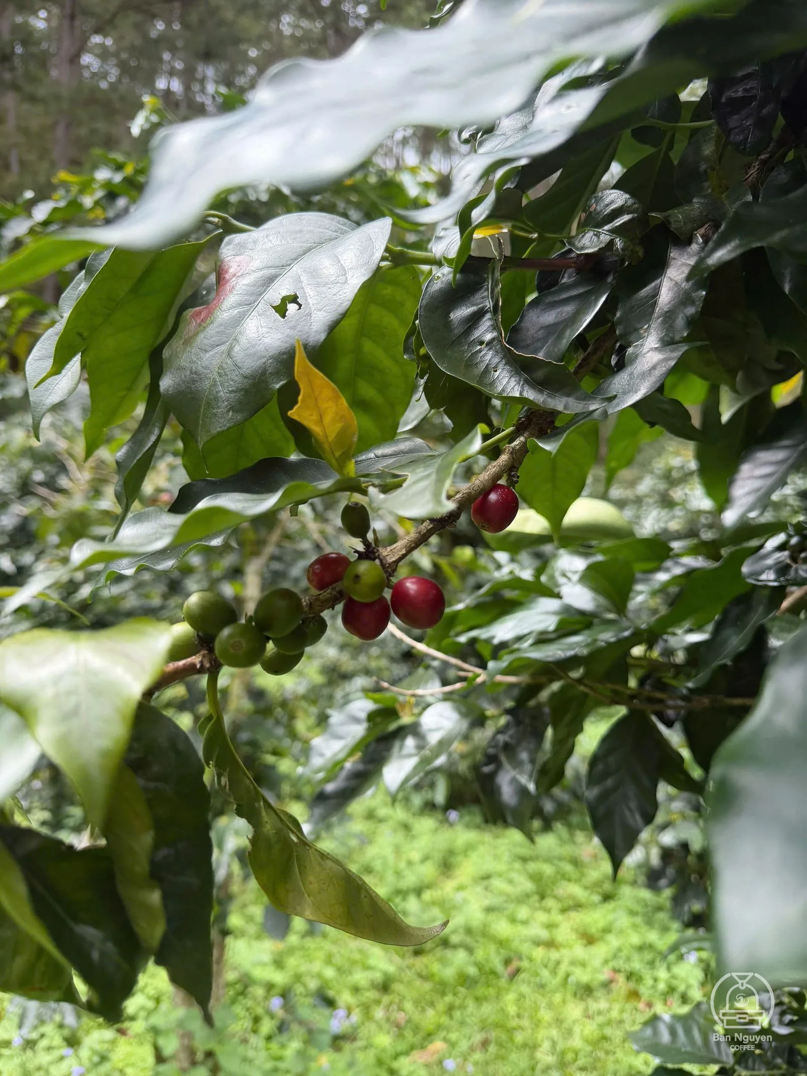 Typica ở Thung Lũng Nắng, Đạ Sar. Ảnh: Adiuvat