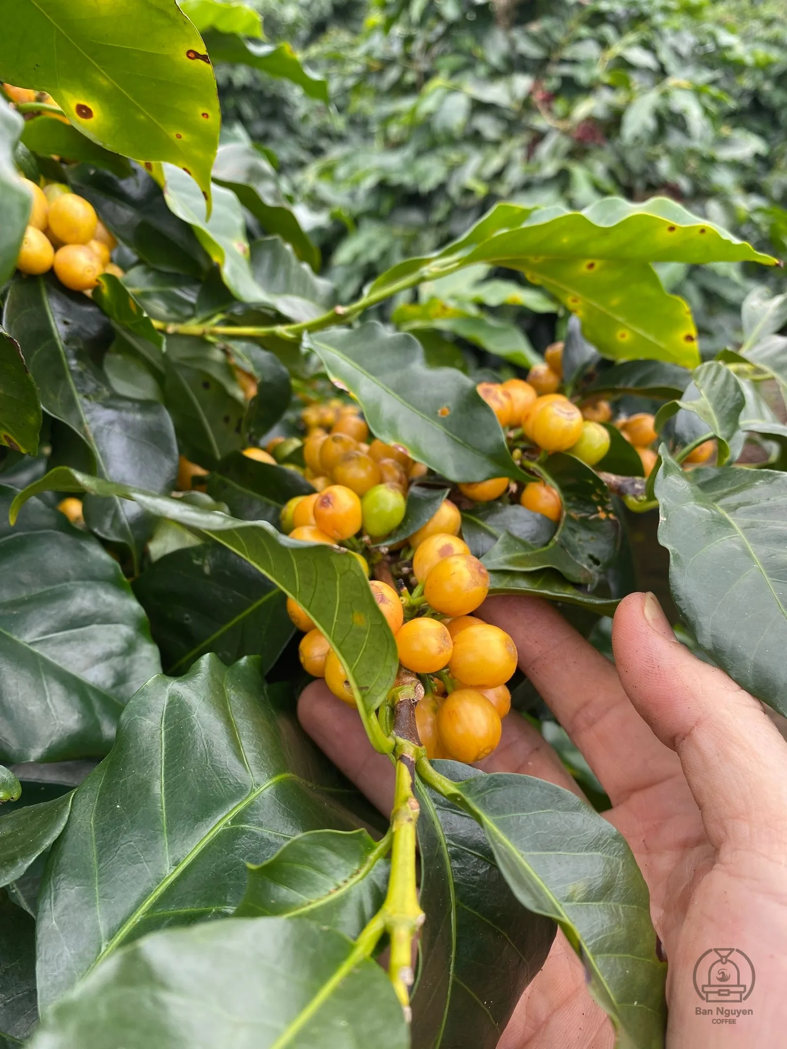 Yellow Bourbon chín vàng ở Đồi Mây, Đạ Sar. Ảnh: Adiuvat