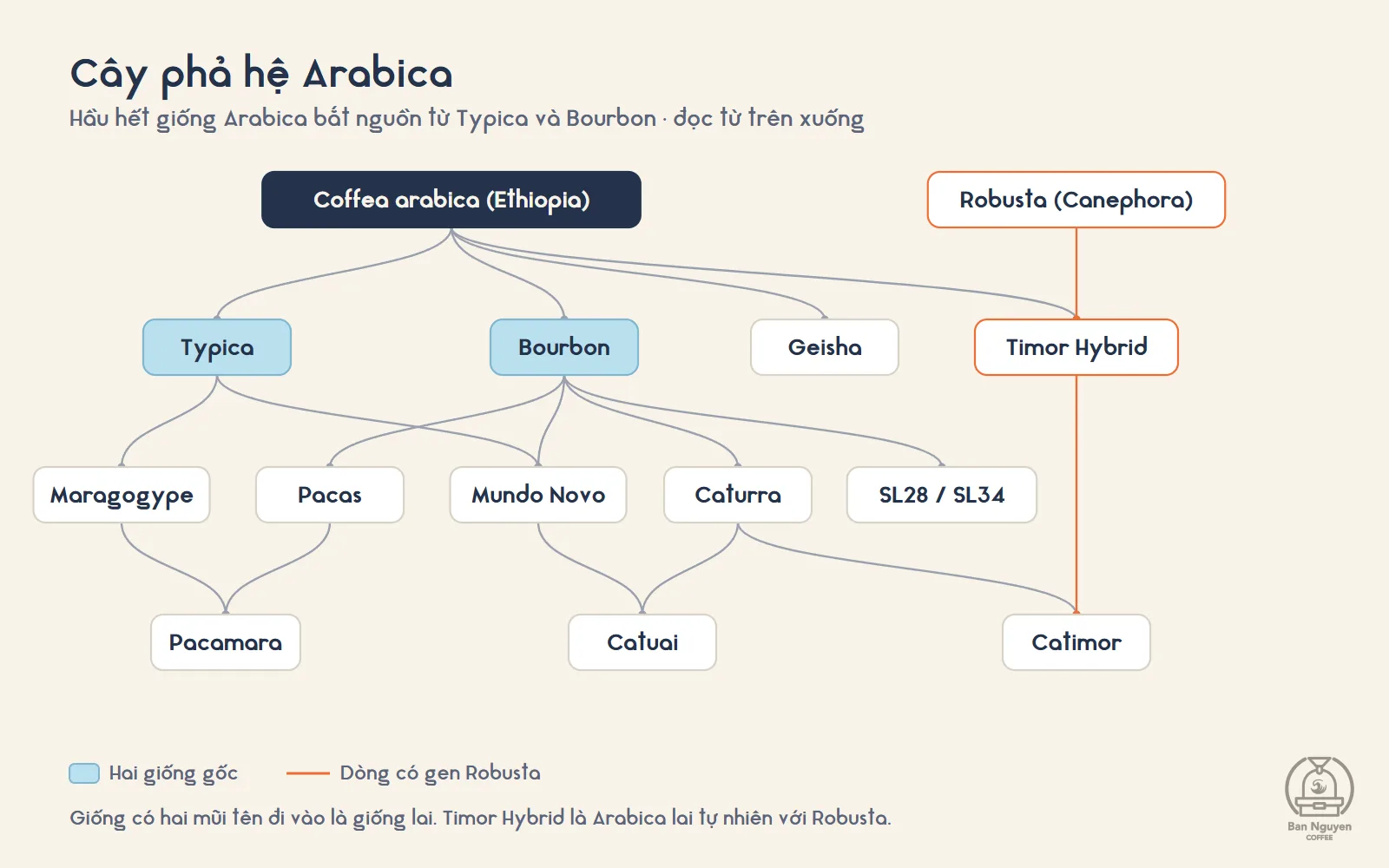 Cây phả hệ Arabica rút gọn, 13 giống. Đồ hoạ: Adiuvat
