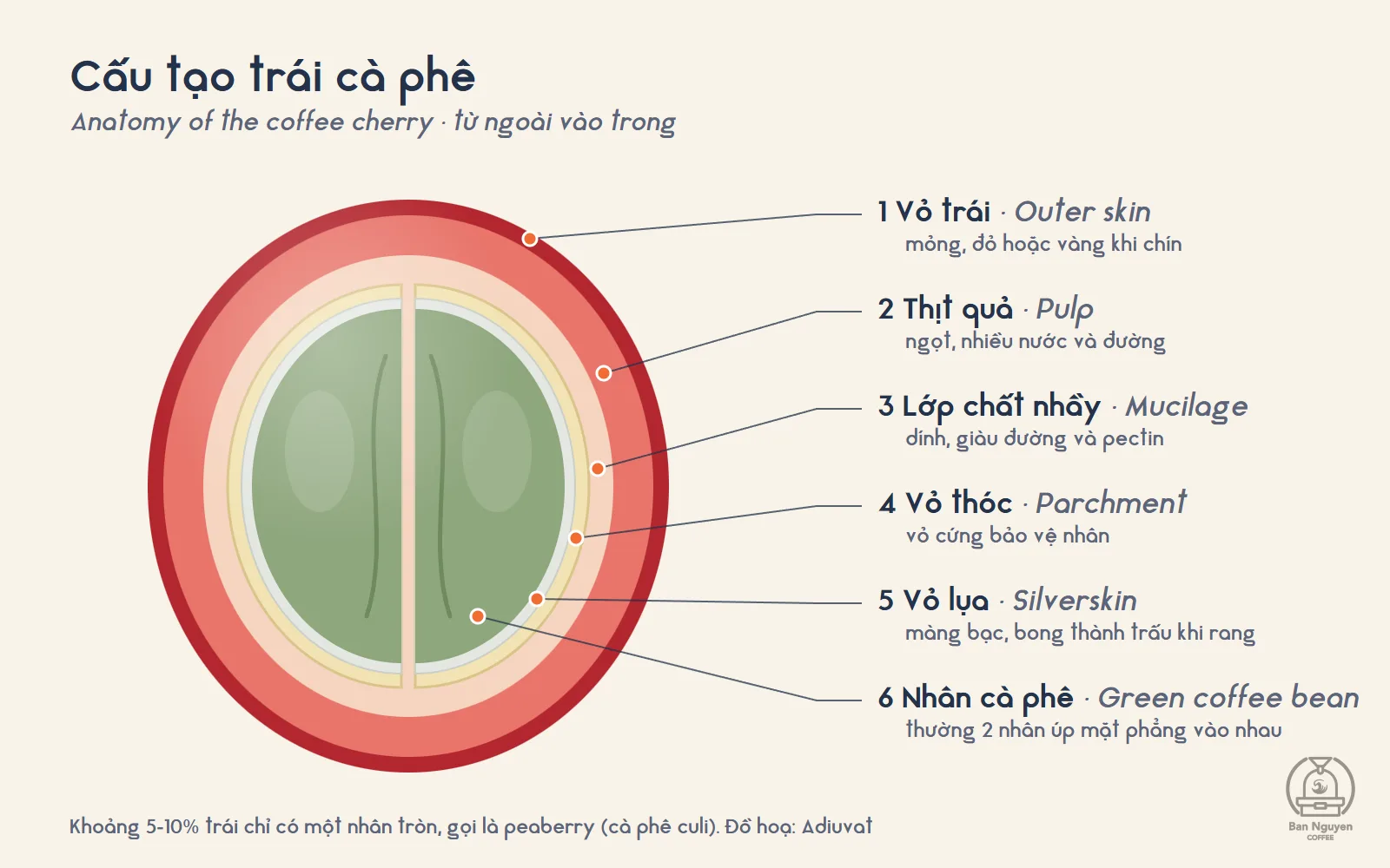 Cấu tạo trái cà phê, từ vỏ ngoài vào nhân. Đồ hoạ: Adiuvat