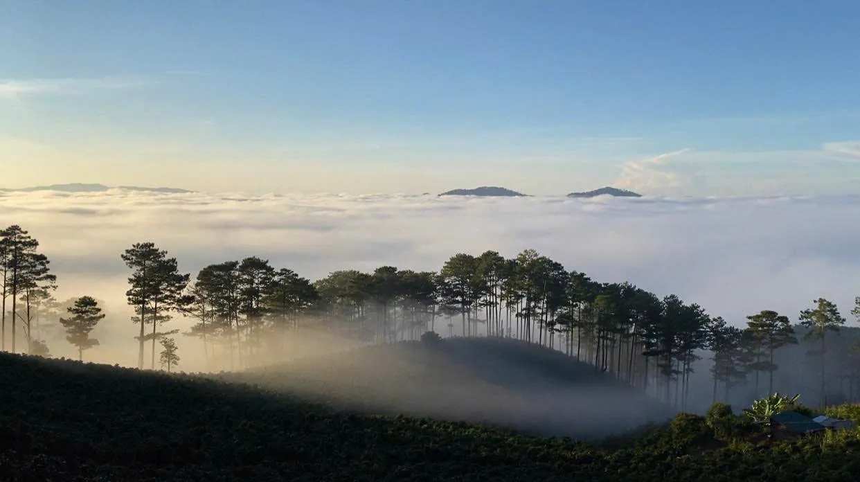 Biển mây buổi sáng nhìn từ Đồi Mây, rừng thông và vườn cà phê dưới chân đồi.
