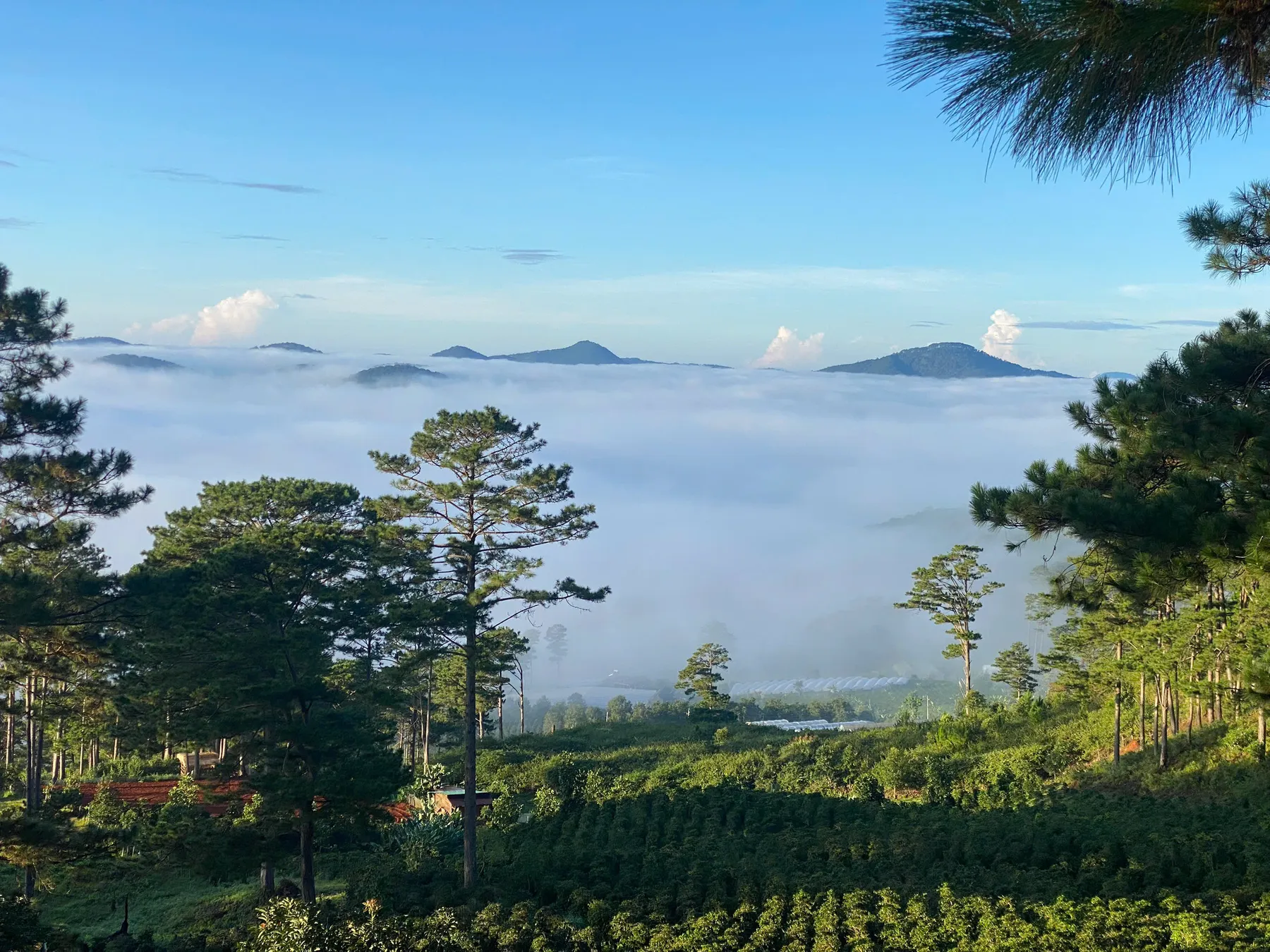 Vườn cà phê trên sườn đồi, xa xa là mây phủ thung lũng.