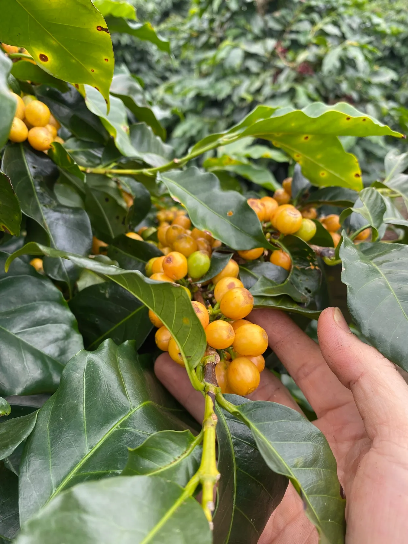 Quả Yellow Bourbon chín vàng trên cành.