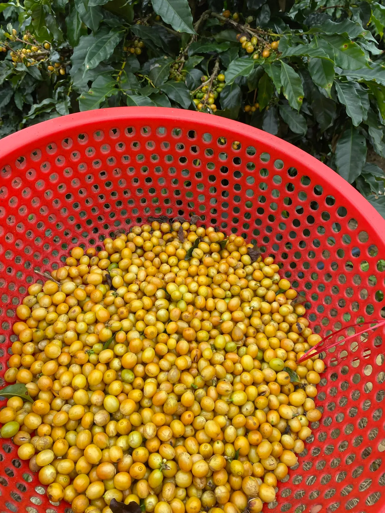 Một rổ quả vàng vừa hái.