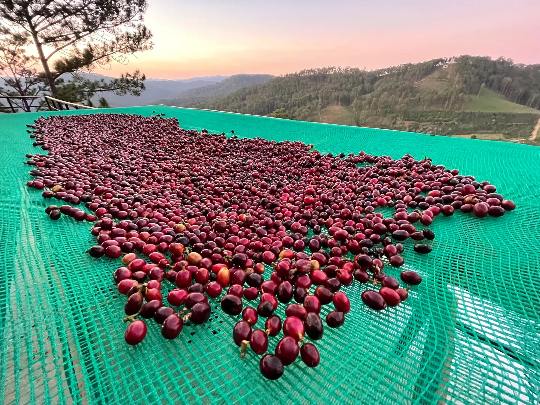 Quả chín phơi trên giàn giữa đồi.