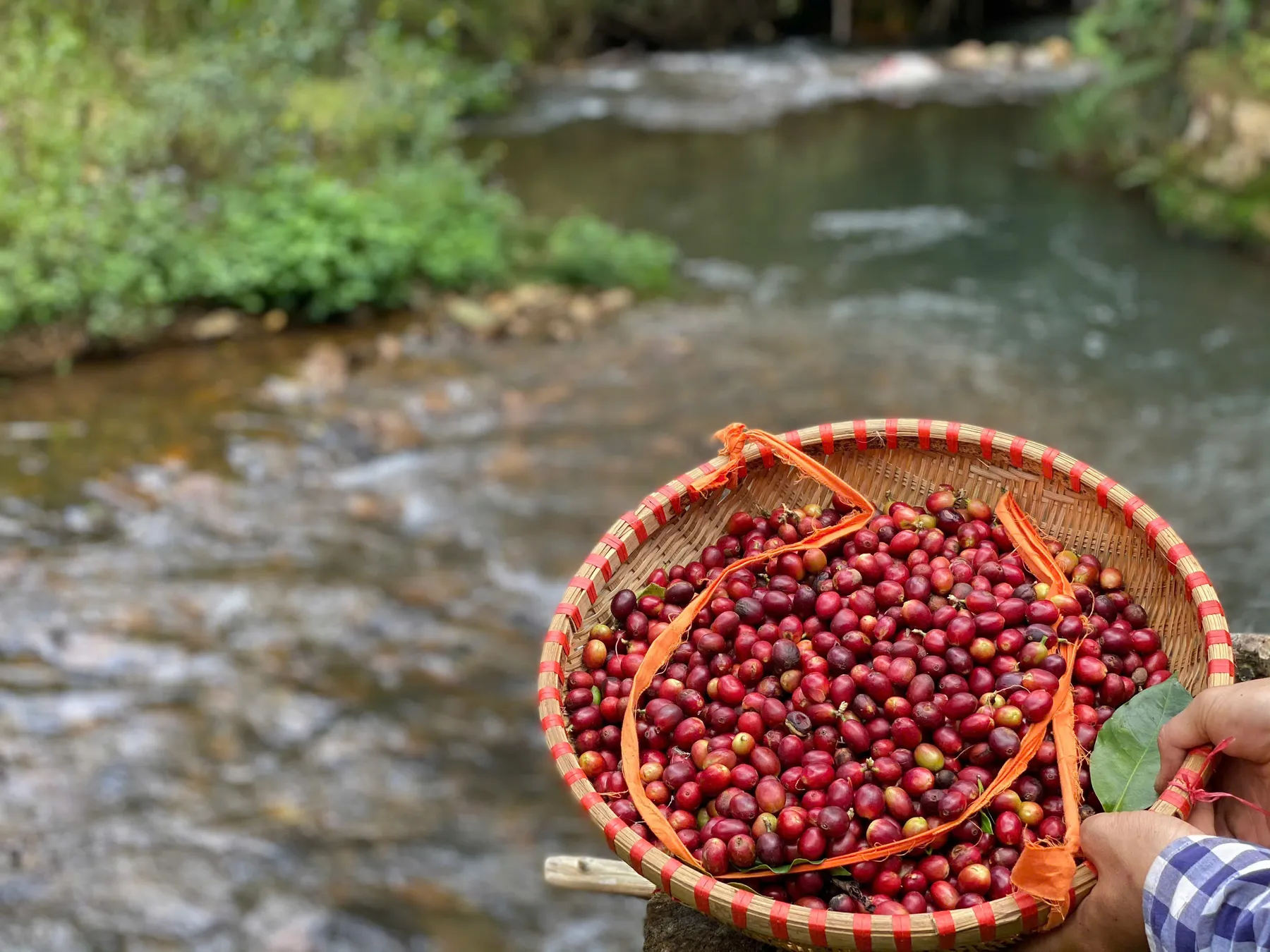 Rổ quả chín bên con suối chảy qua thung lũng.